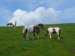 Horses Tennessee