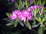 Rhododendron Up Close
