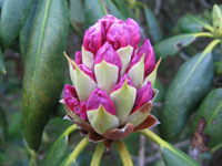 Catawba Rhododendron Bud