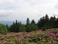 Rhododendron Garden