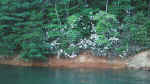 Lakeside Laurel